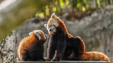 Nachwuchs bei roten Pandas im Opelzoo