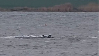  Buckelwal schwimmt kurzzeitig: Tier befreit sich und verharrt wieder