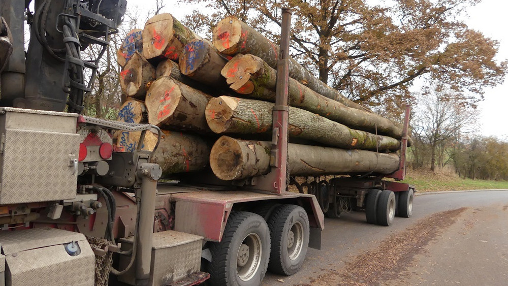 Laut Polizei sind die Stämme gerade sehr feucht und ihr Gewicht deshalb deutlich höher. 