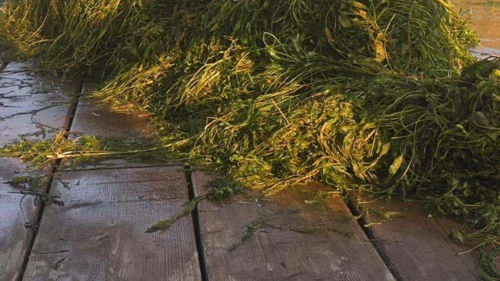 Wasserpest wird in Germersheim aus dem Wasser geholt