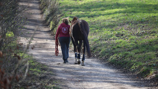 Mutmaßlicher Reitunfall: 51-Jährige tot in Linsengericht gefunden