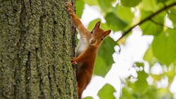 Mehrere Bäume in Kirchheim angesägt: Polizei sucht Täter