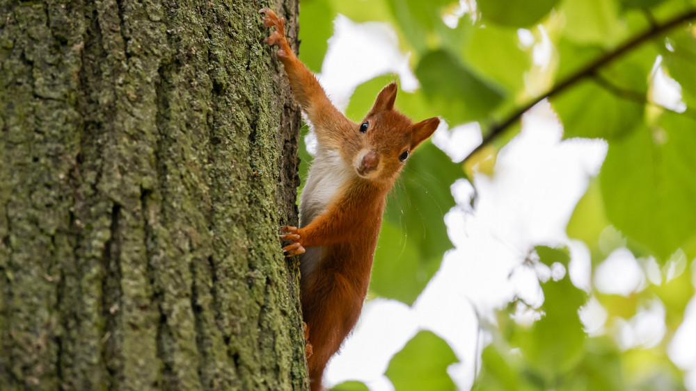 In Kirchheim haben Unbekannte mehrere Bäume angesägt und damit wahrscheinlich zerstört (Symbolbild). 