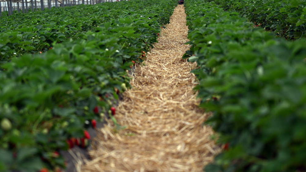 Erdbeeren werden unter Tunneln geerntet - also in langgezogenen Gewächshäusern.