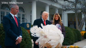 Waddle und Gobble dürfen weiterleben: Trump begnadigt Truthähne