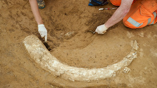 Mammutzahn auf Suedlink-Baustelle in Baden-Württemberg entdeckt