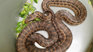 Schlangen-Alarm in Laubach-Freienseen: Vierstreifennatter in Vorgarten