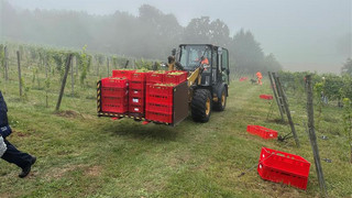 Weinlese am Böddiger Berg soll rund 3.500 Flaschen bringen