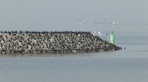 Tausende Kormorane in Barth: Unmut bei den Fischern
