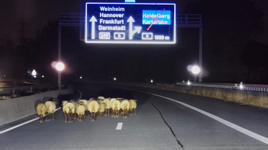 Schafherde entlaufen: A659 bei Weinheim zeitweise gesperrt