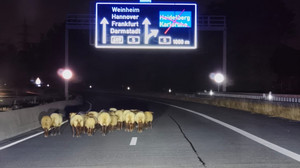Schafherde entlaufen: A659 bei Weinheim zeitweise gesperrt