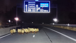 Schafherde entlaufen: A659 bei Weinheim zeitweise gesperrt