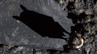 Auf den Spuren der Fledermaus bei der "Batnight" in Hünfeld