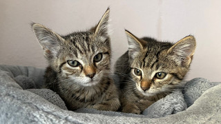 Unbekannte setzen Katzen auf Rastplatz in Bebra aus