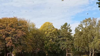 Frühlingsgefühle im November: Bis zu 20 Grad möglich