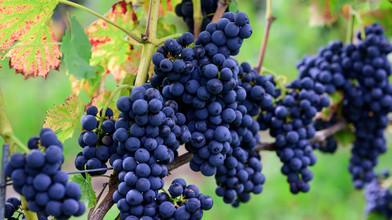 Weinernte unter dem Durchschnitt