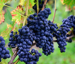 Weinernte unter dem Durchschnitt
