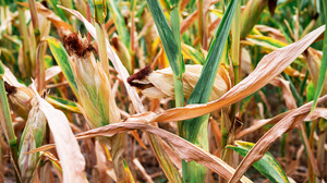 Hessen im Kampf gegen Trockenheit: Was machen Städte und Landwirte