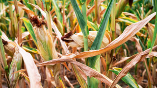 Hessen im Kampf gegen Trockenheit: Was machen Städte und Landwirte