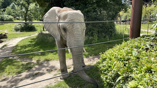 Kommunikative Vierbeiner: Elefanten nennen sich beim Namen