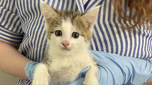 Katzenbaby bei Polizei auf Raststätte an A67 bei Lorsch gefunden