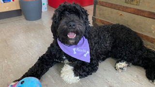 Schulhund Marco Polo bringt besondere Stimmung in Frankfurter Klasse