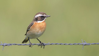 Ergebnis steht fest: Braunkehlchen ist Vogel des Jahres 2023