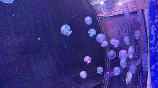 "Jellyfish Farm": Hessens größte Quallenzucht in Künzell