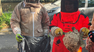 Asiatische Hornisse: Nest in Wiesbaden von Spezialisten entfernt