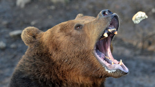 Homberg (Efze): Bären im Wildpark Knüll werden in Winterruhe geschickt
