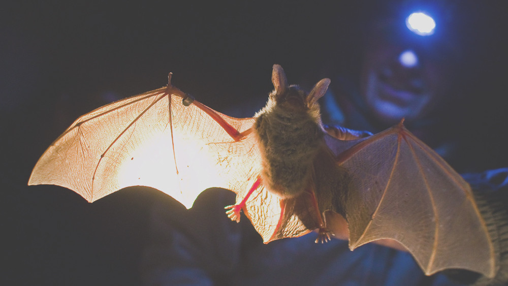 Fledermäuse im Stadthaus Lorsch
