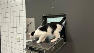 Groß-Umstadt: Katze löst Polizeieinsatz in Drogeriemarkt aus