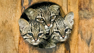 Opel-Zoo hat drei neue Salzkatzen-Jungtiere