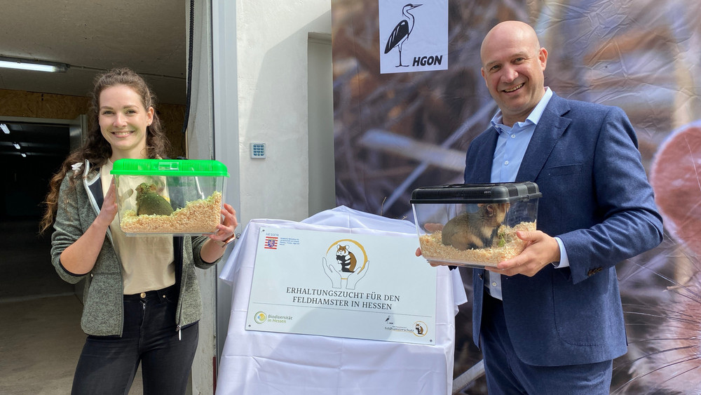 Feldhamster Ingmar und Feldhamster-Dame Jette werden sich in der Zuchtstation gleich näher kennenlernen.