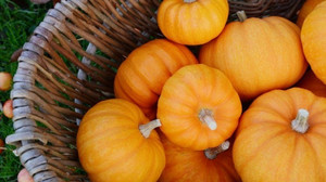 Von Hokkaido bis Butternut: Kürbissorten im Überblick