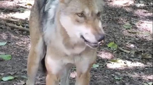 Darf der Wolf abgeschossen werden? Debatte im Bundestag