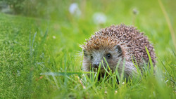 Mähroboter sollen nur noch tags arbeiten