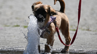 Hitzewelle in Hessen: Ministerium warnt vor Belastung
