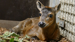 Sooo süß! Seltener Nachwuchs im Frankfurter Zoo