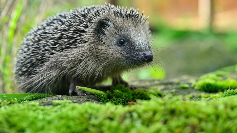 Ein Mann soll in Speyer einen Igel gequält haben, und das nicht zum ersten Mal.