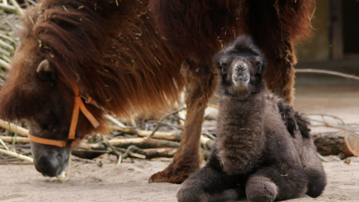 Hessische Zoos: Neue Tierbabys in 2025