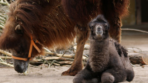 Hessische Zoos: Neue Tierbabys in 2025