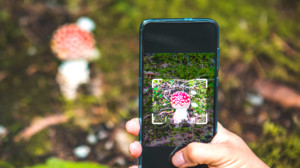 Pilz-Apps: Hilfe oder Risiko im Wald?
