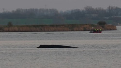 Wal liegt weiter fest - Keine Rettungsversuche mehr