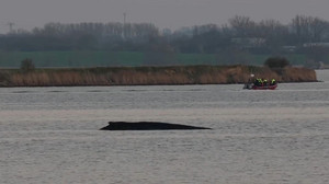 Wal liegt weiter fest - Keine Rettungsversuche mehr
