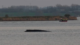 Wal liegt weiter fest - Keine Rettungsversuche mehr