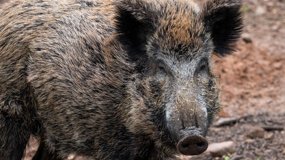 Das erste kranke Schwein mit der afrikanischen Schweinepest ist jetzt im Kreis Darmstadt-Dieburg gefunden worden (Symbolbild).