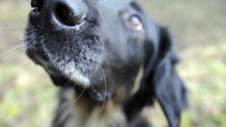Veterinäramt: Hunde und Katzen aus der Ukraine gegen Tollwut impfen