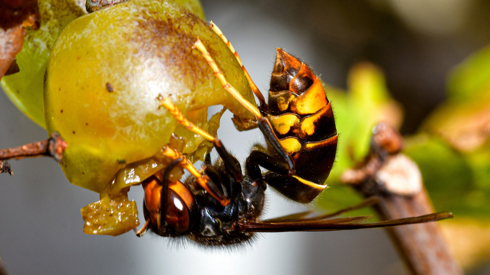 Die Asiatische Hornisse unterscheidet sich durch ihre Farbgebung. Sie hat eine dunkle Brust und einen dunklen Hinterleib.