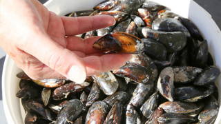 Fränkisch-Crumbach: Lärm-Ärger ums Muschelfest